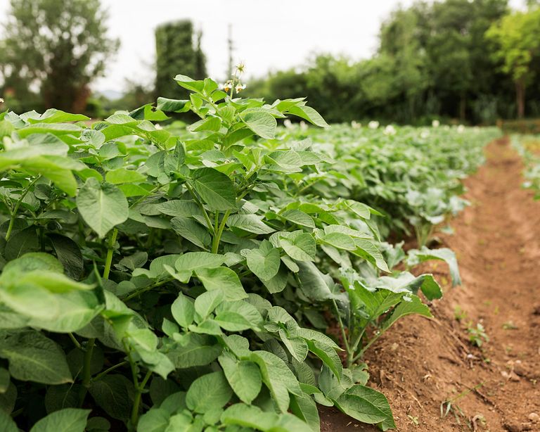 organic-plants-farming-concept