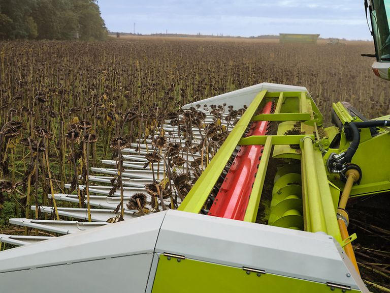 443007_27 Side view of SUNSPEED during harvesting.