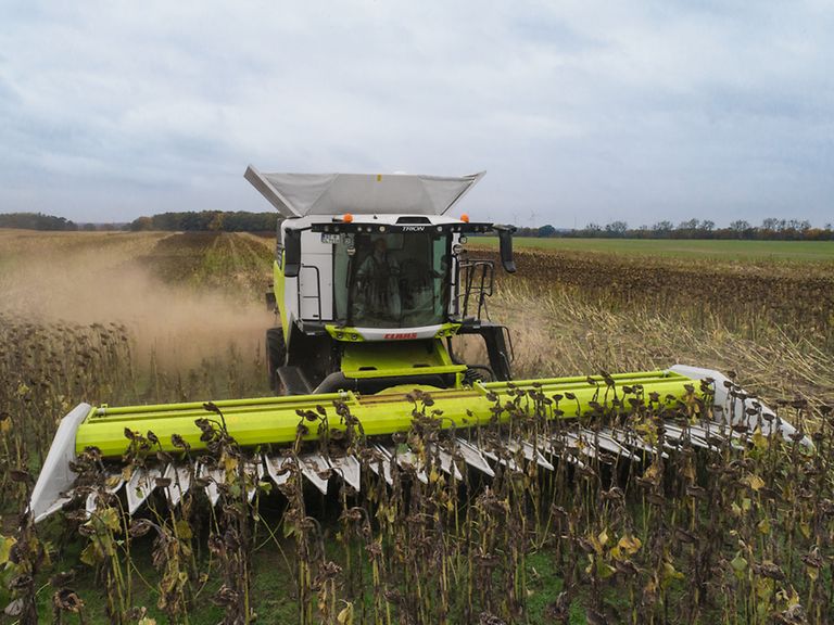 443004_27 TRION with SUNSPEED 1275 during sunflower harvesting.