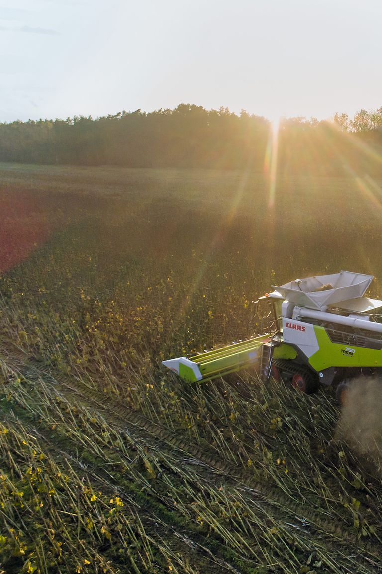 442995_27 TRION with SUNSPEED 1275 during sunflower harvesting.
